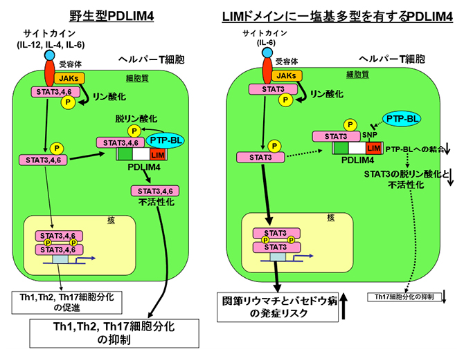 LIMドメイン内にアミノ酸置換を伴う一塩基多型を有するヒトPDLIM4の図