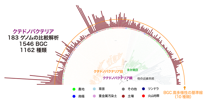 クテドノバクテリアの二次代謝物生合成遺伝子群（BGC）の図