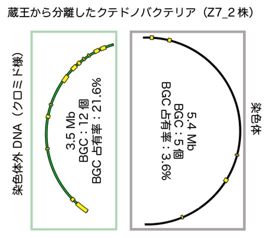 巨大な染色体外DNAに集積するBGCの図