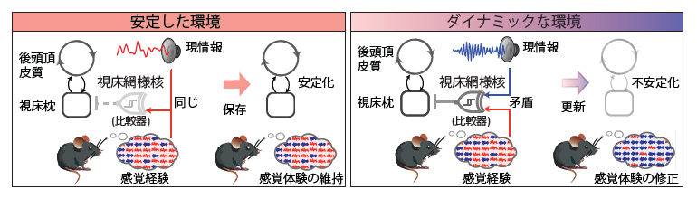 直感を支える感覚経験の更新メカニズムの図