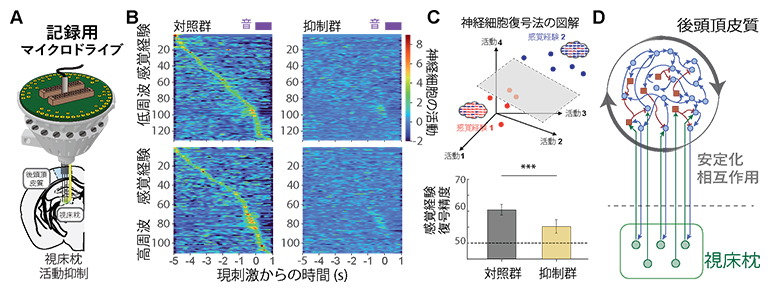 後頭頂皮質に保存された感覚経験情報の視床枕の活動抑制による弱体化の図