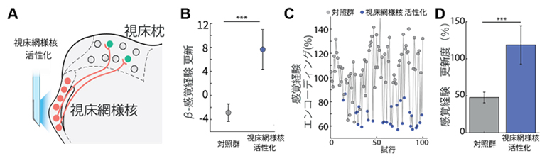 視床網様核の活性化による感覚経験の更新の図