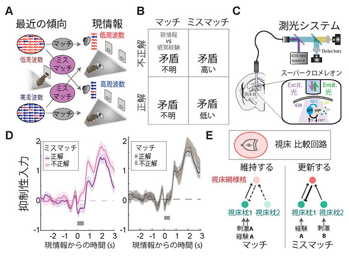 感覚経験が更新されるときに視床網様核の活動は上がるの図