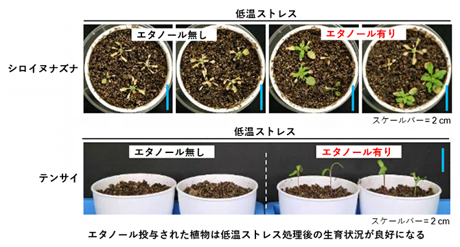 シロイヌナズナとテンサイのエタノール投与による低温耐性の向上の図