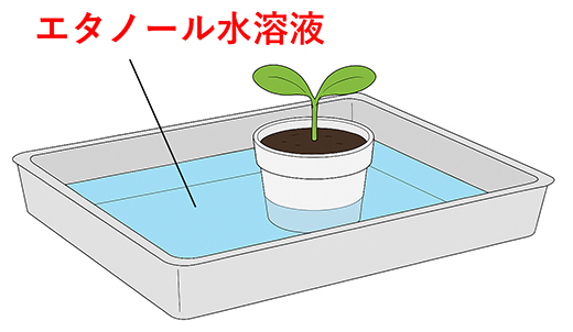 土植えしたポットへのエタノールの投与方法の図