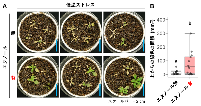 エタノールによるシロイヌナズナの低温ストレス耐性強化の図