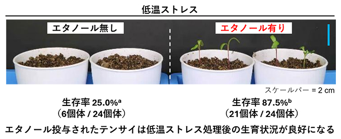エタノールによるテンサイの低温ストレス耐性強化の図