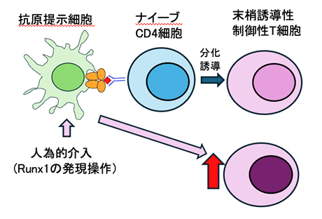 抗原提示細胞に介入し制御性T細胞を増やす方法の図