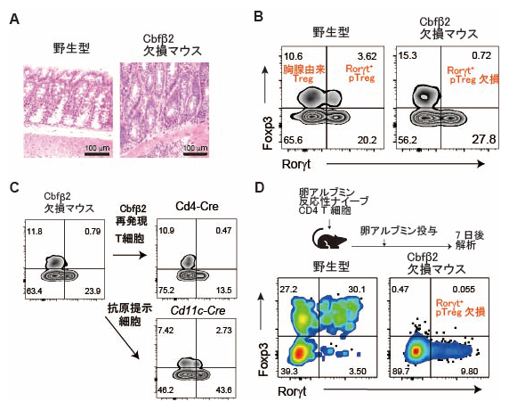 Cbfβ2欠損マウスは抗原提示細胞の問題で末梢誘導性制御性T細胞が欠損の図