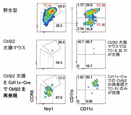 Cbfβ2欠損マウスでのTCsの欠損とCbfβ2再発現でのTC-IVの回復の図