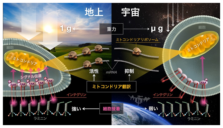 重力によるミトコンドリア翻訳調整の概要図