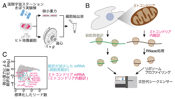 リボソームプロファイリング法による微小重力が翻訳に与える影響の解析の図
