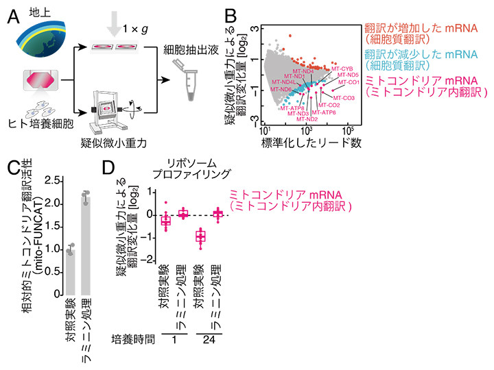 リボソームプロファイリング法による疑似微小重力が翻訳に与える影響の解析の図