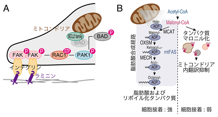 細胞接着からミトコンドリア外膜までの情報伝達およびミトコンドリア内での制御機構の図