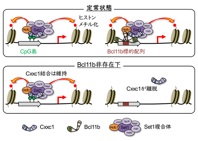Cxxc1のCpG島およびBcl11b依存的DNA結合の図