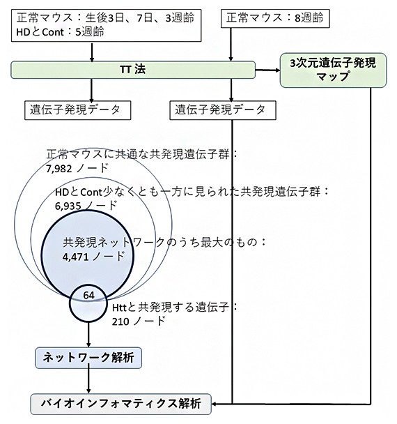 解析の概要図