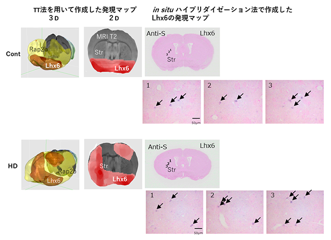TT法の3次元発現マップとISH法との結果の比較の図