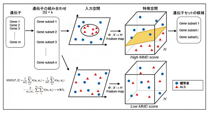 Maximum Mean Discrepancy（MMD）によるALSの識別の図
