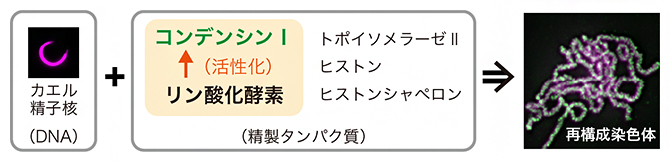 精製タンパク質を使った染色体再構成の図