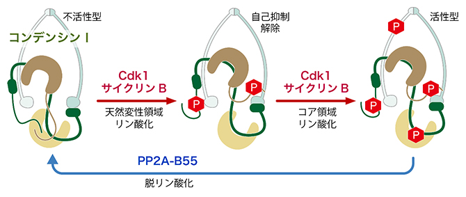 リン酸化によるコンデンシンⅠの活性化と不活性化のモデルの図