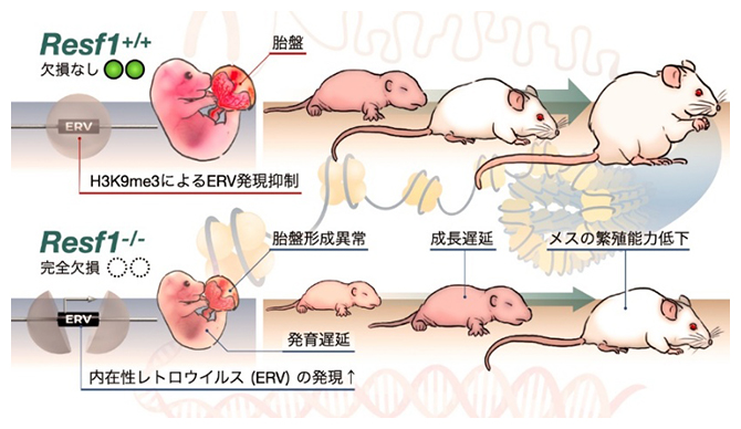 Resf1欠損で生じるマウスの異常の図