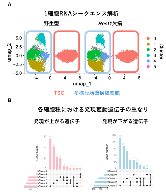 TSCおよび分化TSCにおける遺伝子発現解析の図