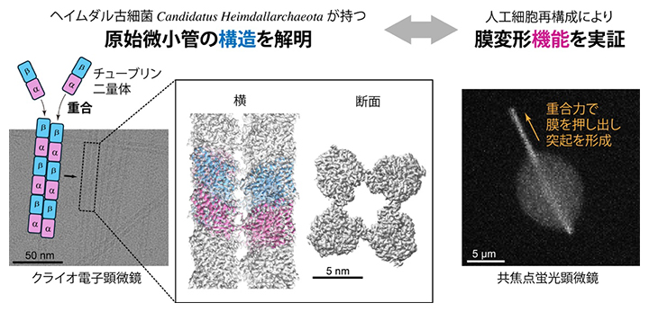 今回の研究で明らかにした原始的な微小管の構造と機能の図