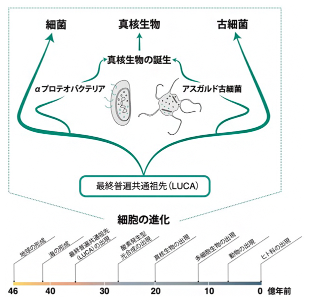 細胞進化の概略図の画像