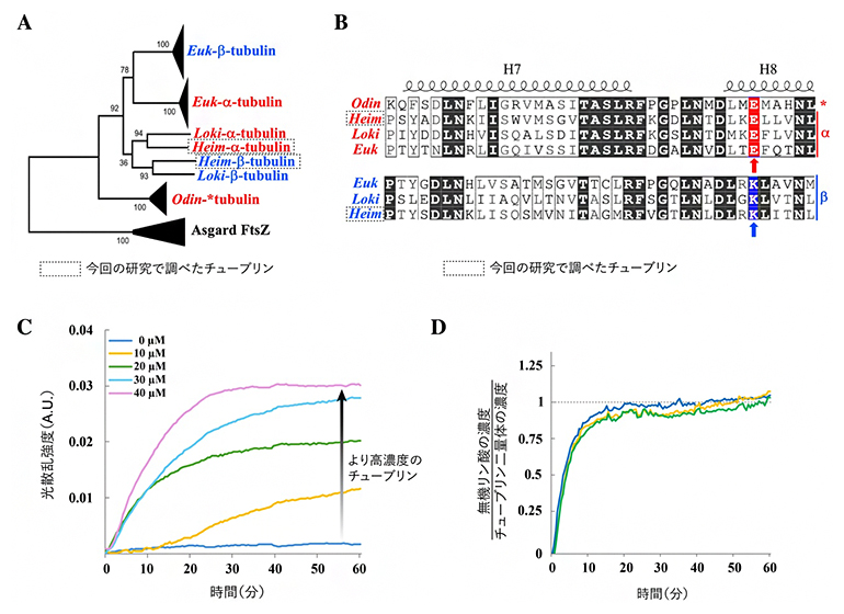チューブリンの生物種間比較とHeimチューブリンの生化学分析の図
