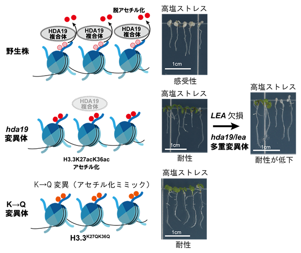 HDA19が調節するアセチル化サイトとhda19変異体が耐塩性になるための必須遺伝子を同定の図