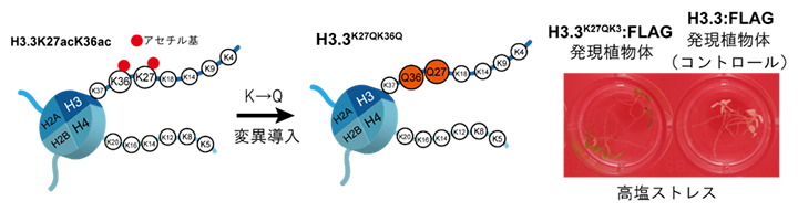 H3.3K27acK36ac高アセチル化ミミックを発現するシロイヌナズナの耐塩性試験の図
