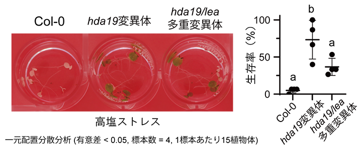 LEA7/LEA29/RAB18を欠損したhda19変異体（hda19/lea多重変異体）の耐塩性低下の図