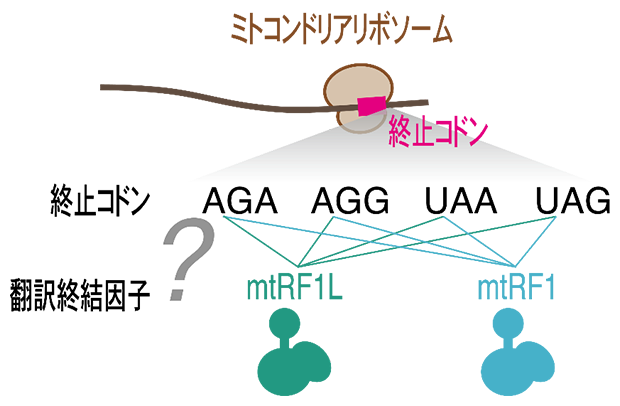 ミトコンドリア翻訳の終結を担う因子と終止コドンの謎の図