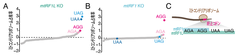 終結因子mtRF1LとmtRF1の終止コドン特異性の図