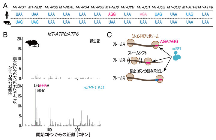 mtRF1によるフレーム外翻訳の終結の図