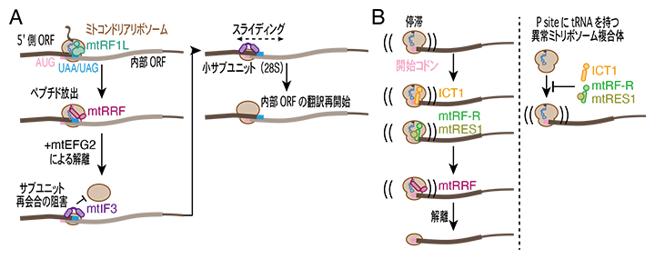 ミトコンドリア翻訳のリサイクリング・再開始と停滞リボソームの救出機構の図