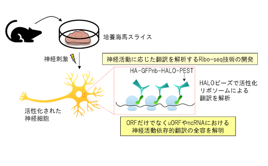 脳が活発に働くときにつくられるタンパク質を調べる本研究の概要の図
