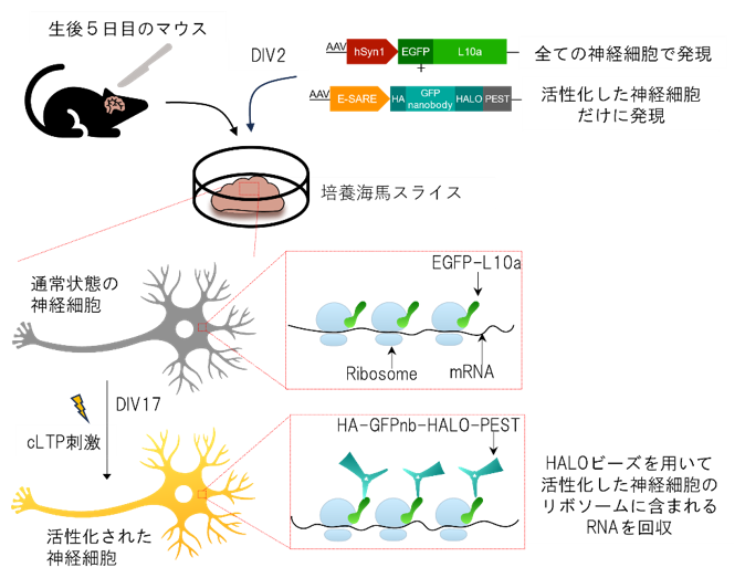 神経細胞の活動に応答したタンパク質合成を網羅的に調べる技術の開発の図