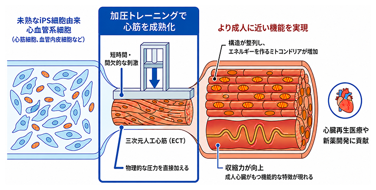 医療応用に向け、より高性能のiPS心筋を実現する加圧トレーニングの図