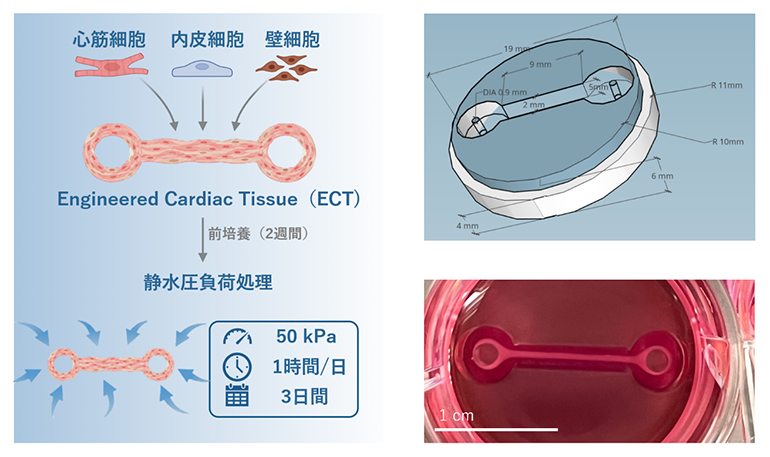 ヒトiPS細胞から作製した人工心筋組織および加圧トレーニングの図