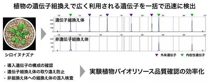実験植物バイオリソース品質確認の効率化の図