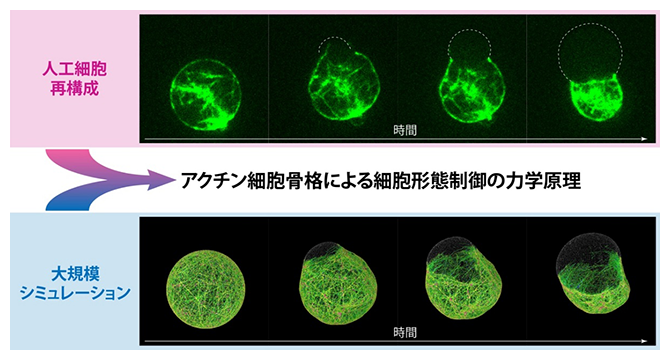 人工細胞が示す膜変形と、それを再現する大規模シミュレーターの図