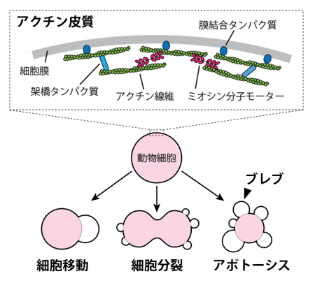 アクチン細胞骨格が関わるさまざまな生命現象の図