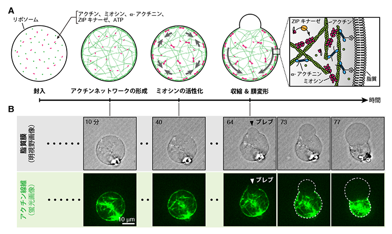 人工細胞によるブレブ形成の再現の図