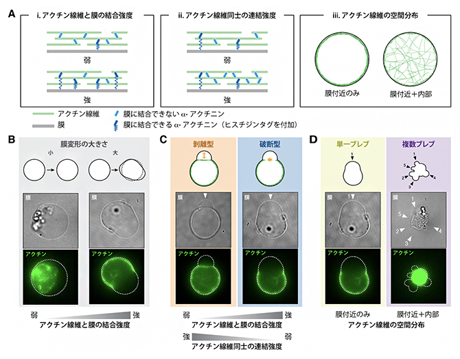 三つの物理パラメーターとブレブの大きさ、数、開始機構の関係の図