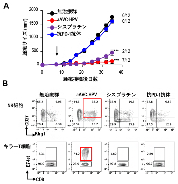 コールド腫瘍に対するaAVCの抗腫瘍効果および抗腫瘍エフェクター細胞の誘導の図