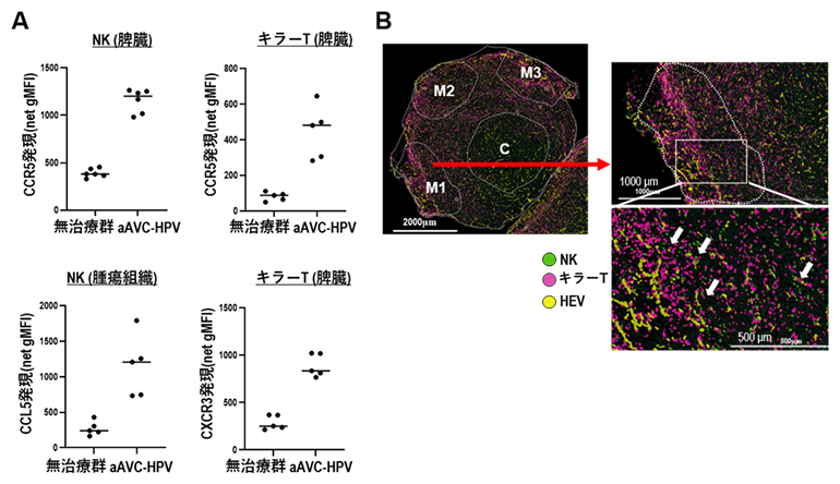 NKおよびキラーT細胞のケモカインなどの発現および腫瘍内における各細胞の局在の図