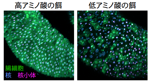 低アミノ酸の食餌で誘導された腸の細胞死の図