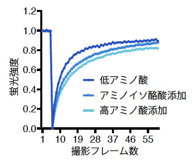 アミノ酸やアミノイソ酪酸のGFP FRAP解析結果の図