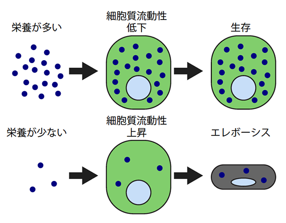 栄養の量による腸細胞運命決定のモデルの図